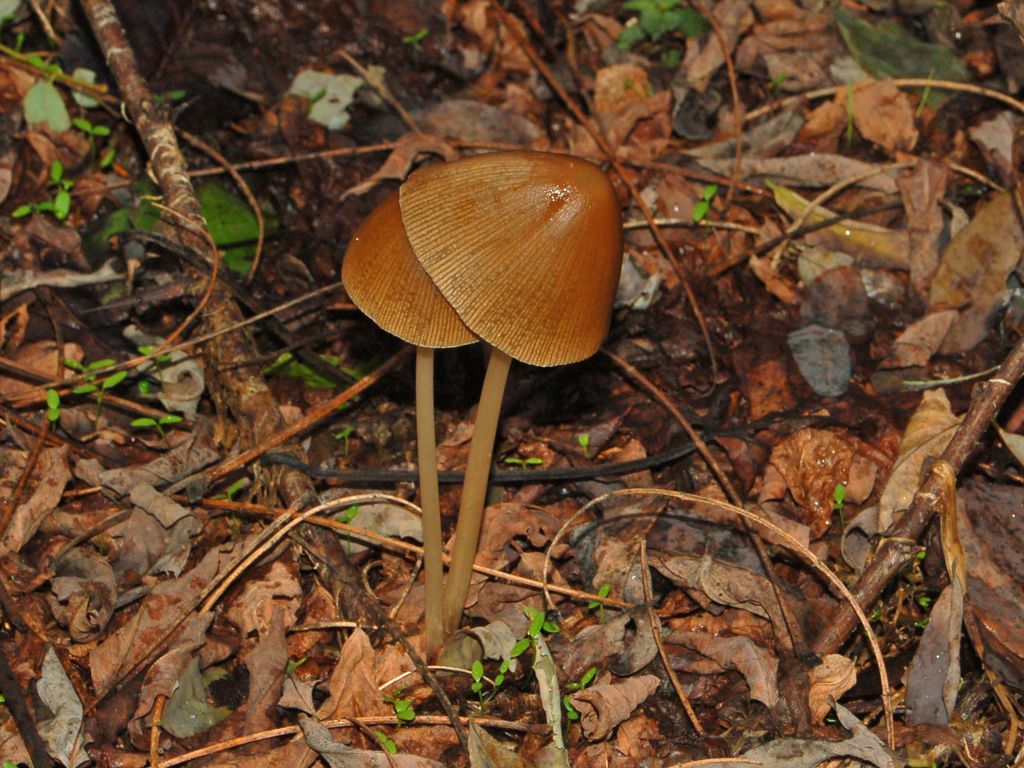 Psathyrella conopilus